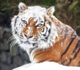 Stunning Siberian Tiger Dusted With Snow