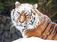 Stunning Siberian Tiger dusted with snow