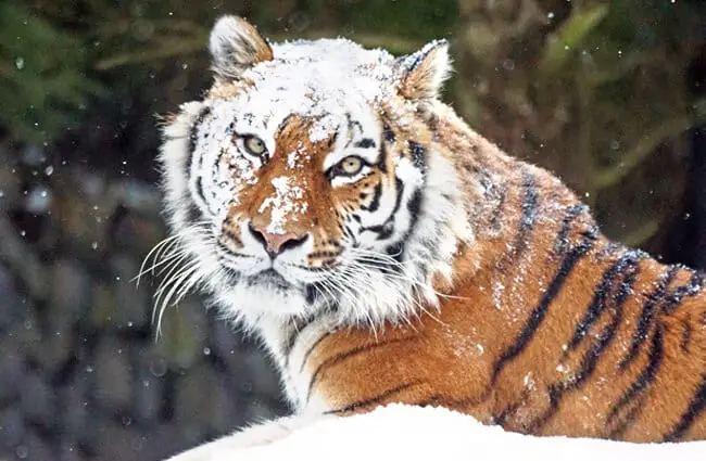 Siberian Tiger in Nature Forest Habitat, Foggy Morning. Amur Tiger