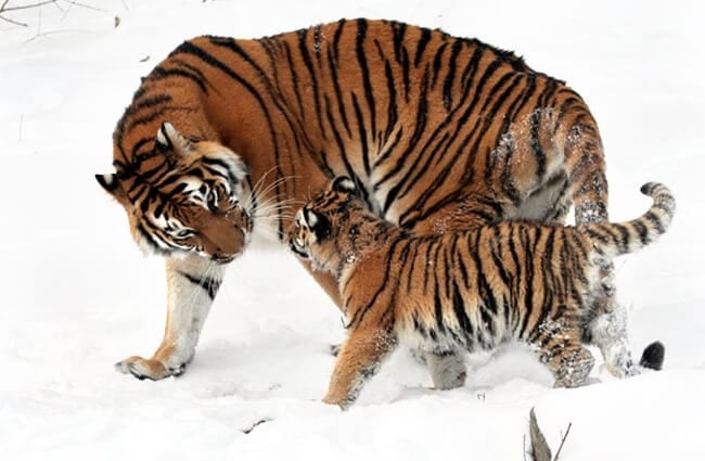 Амурский тигр и её детёныш в снегу