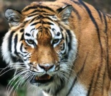 Closeup Of A Siberian Tiger&#039;S Beautiful Face