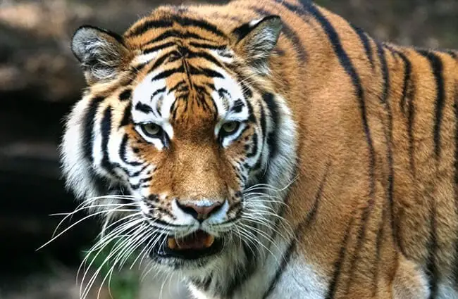 Красивая морда амурского тигра крупным планом