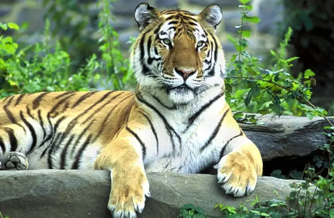 Портрет амурского тигра, наблюдающего за толпой в зоопарке