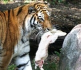 Siberian Tiger With Its Dinner - A Rabbit