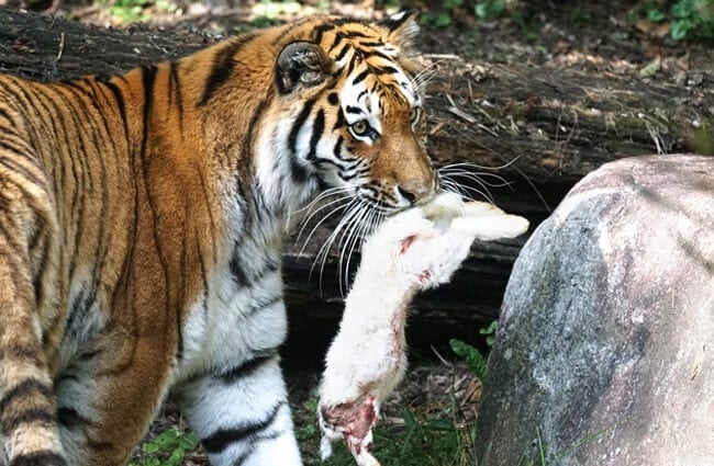 Siberian Tiger with its dinner - a rabbit