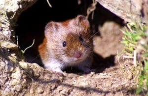 Cute tiny Vole peeking out from its denPhoto by: Wildlife by Pete Welshhttps://creativecommons.org/licenses/by-nd/2.0/