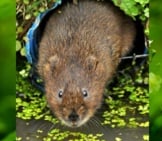 Water Vole Photographed At The British Wildlife Centre Photo By: Martin Pettitt Https://Creativecommons.org/Licenses/By-Nd/2.0/