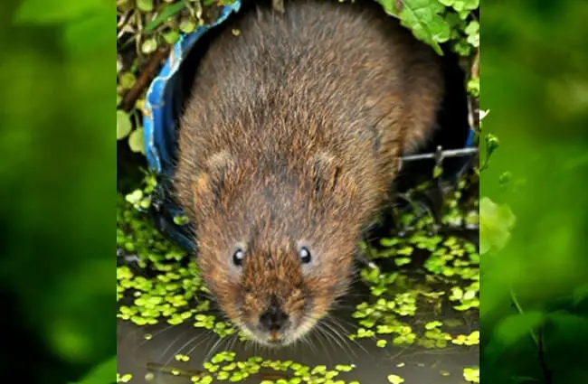 Water vole photographed at the British Wildlife Centre Photo by: Martin Pettitt https://creativecommons.org/licenses/by-nd/2.0/