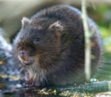 Water Vole At Breakfast Photo By: Peter Trimming Https://Creativecommons.org/Licenses/By-Nd/2.0/