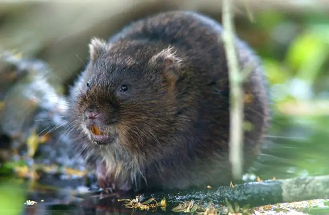 Water Vole at breakfast Photo by: Peter Trimming https://creativecommons.org/licenses/by-nd/2.0/