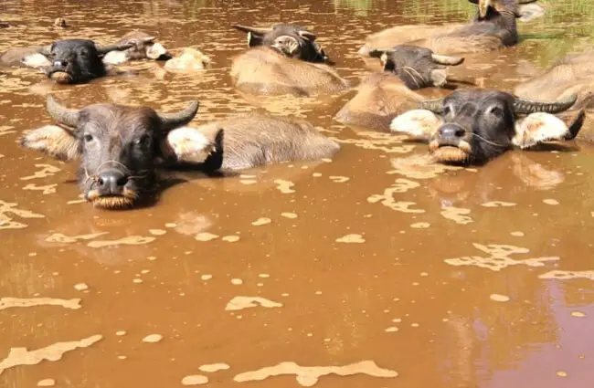 A herd of Water Buffalo relaxing in muddy waters