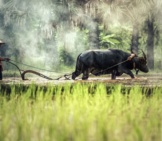 Domestic Water Buffalo Plowing A Rice Paddy