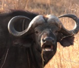 Closeup Of A Water Buffalo