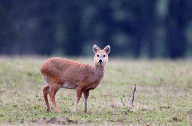 The diminutive Chinese Water Deer Photo by: (c) mikelane45 www.fotosearch.com