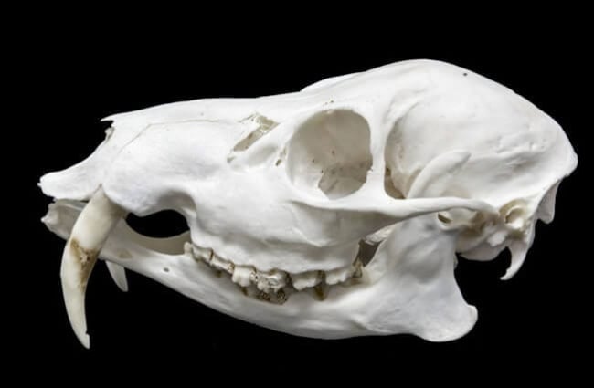 Skull of a Water Deer - Notice its small tusks Photo by: (c) belizar www.fotosearch.com