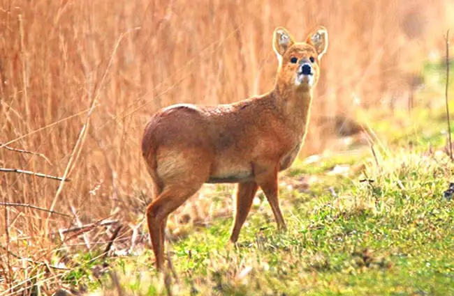Water Deer pausing for a picPhoto by: nick goodrumhttps://creativecommons.org/licenses/by/2.0/