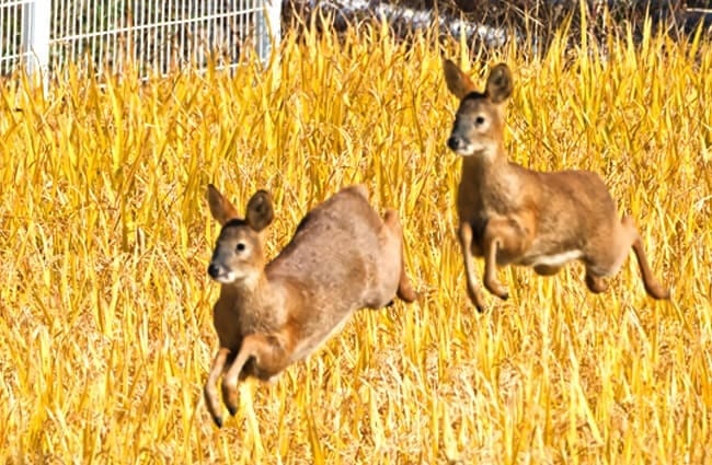 Korean Water Deer bounding through the ricePhoto by: Mike Frielhttps://creativecommons.org/licenses/by/2.0/