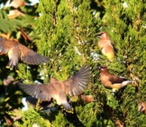 A Small Flock Of Cedar Waxwings