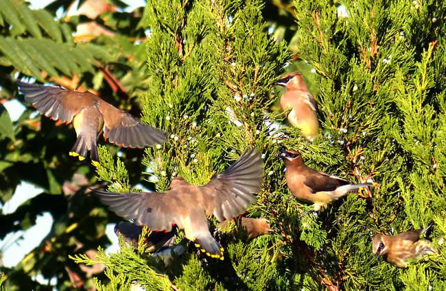 A small flock of Cedar Waxwings