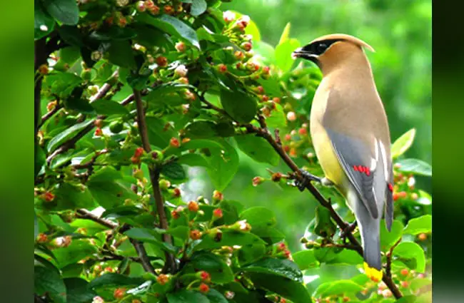 A beautiful Waxwing in profile