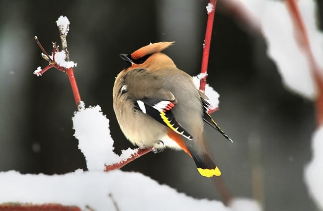 Waxwing puffed up for warmth on a snowy day