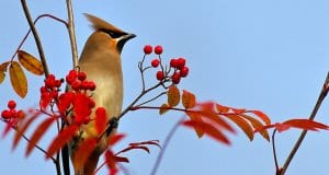 Portrait of a beautiful Waxwing