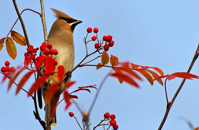 Portrait of a beautiful Waxwing