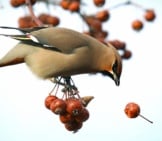 A Waxwing After A Falling Cherry