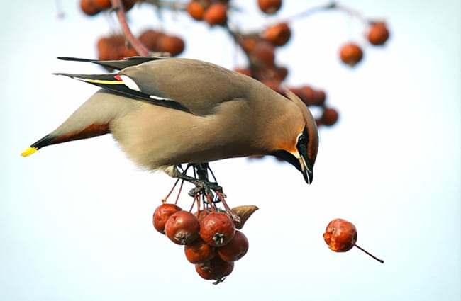 A Waxwing after a falling cherry