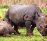 Baby White Rhino Nursing From Its Mother&#039;S Milk