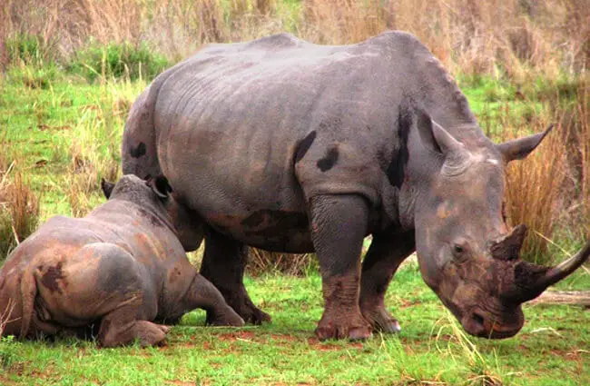 Baby White Rhino nursing from its mother&#039;s milk