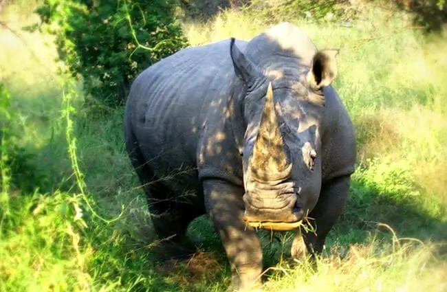 Белый носорог позирует для фото в тени