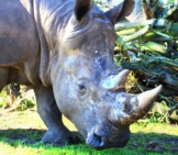 Closeup Of A White Rhino&#039;S Horns And Flat Upper Lip.
