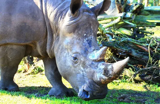 Крупный план рогов белого носорога и плоской верхней губы.