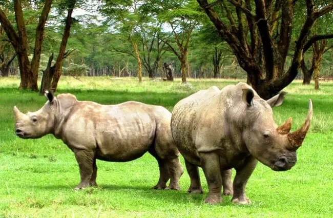 White Rhino - Description, Habitat, Image, Diet, and Interesting Facts