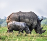 Mother White Rhino And Her Baby Grazing. Baby Rhino.