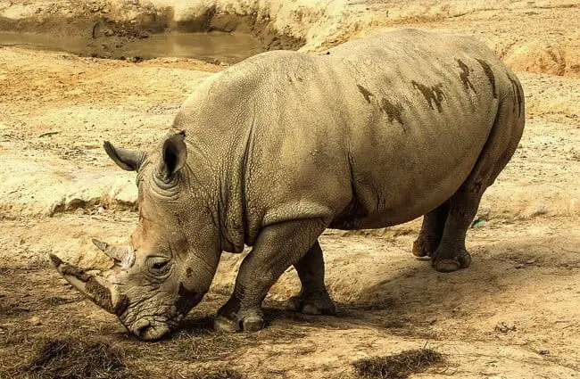 Белый носорог показывает свою грязевую шубку, которая защищает ее от солнца и насекомых.