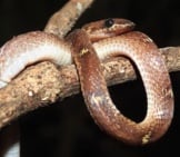 Common Wolf Snake Photo By: Dr. Raju Kasambe Cc By-Sa 4.0 Https://Creativecommons.org/Licenses/By-Sa/4.0