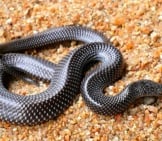 Barred Wolf Snake From Indiaphoto By: Davidvraju Cc By-Sa 4.0 Https://Creativecommons.org/Licenses/By-Sa/4.0