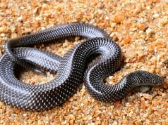 Barred wolf snake from IndiaPhoto by: Davidvraju CC BY-SA 4.0 https://creativecommons.org/licenses/by-sa/4.0