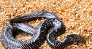 Barred wolf snake from IndiaPhoto by: Davidvraju CC BY-SA 4.0 https://creativecommons.org/licenses/by-sa/4.0