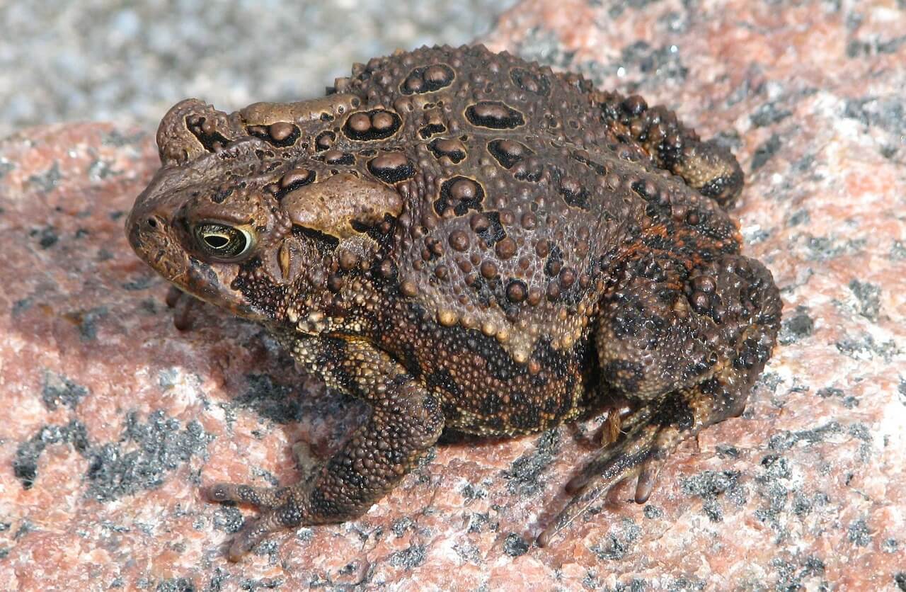 //pixabay.com/photos/american-toad-anaxyrus-americanus-1494777/