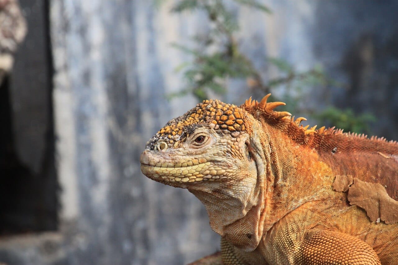 Galapagos National Park - Animals Network