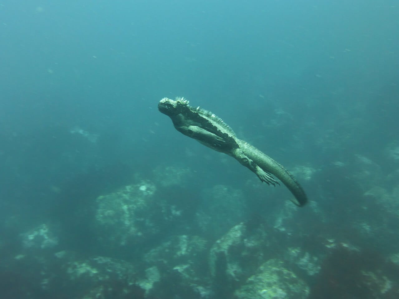 //pixabay.com/photos/marine-iguana-galapagos-diving-883488/