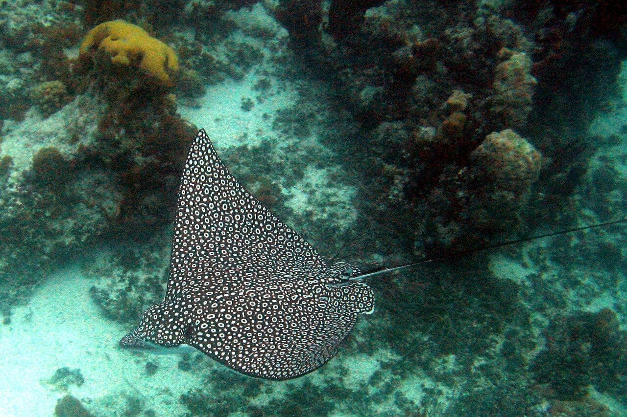//pixabay.com/photos/ray-spotted-eagle-ocean-reef-717988/