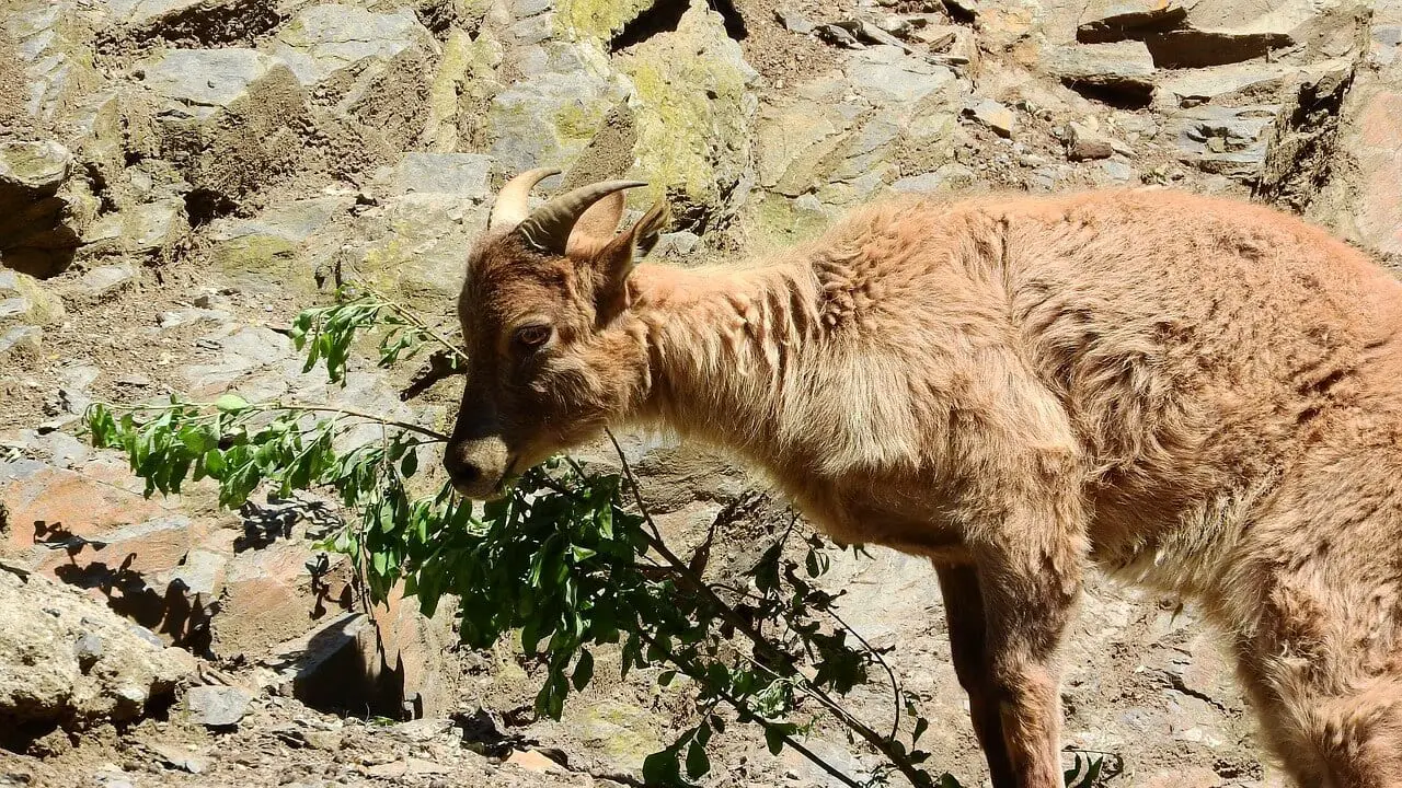 //pixabay.com/photos/tahr-the-himalayan-2478309/