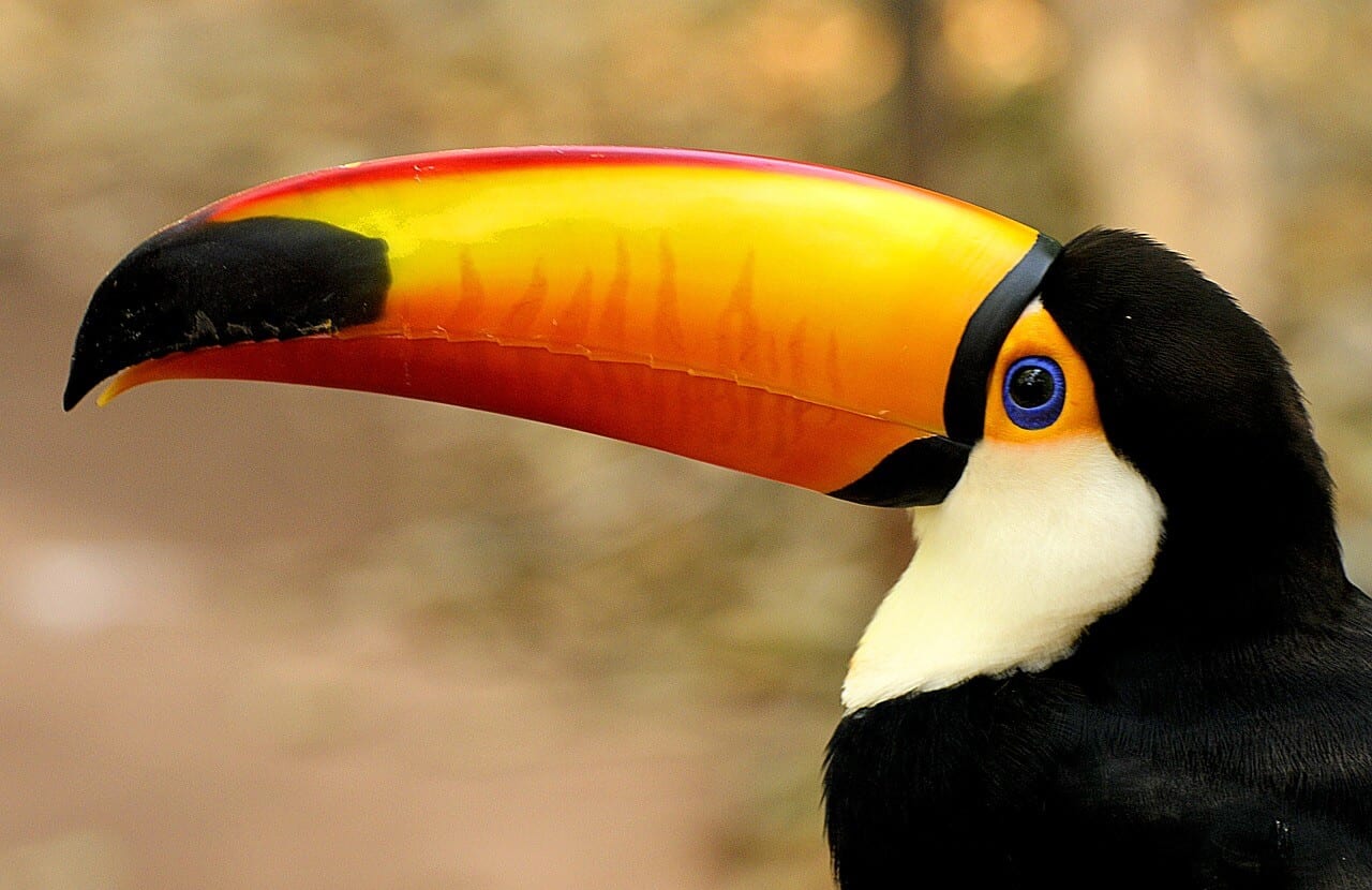//pixabay.com/photos/toucan-bird-wild-animal-wildlife-3746909/