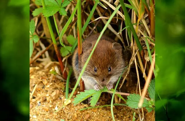Bank Vole having lunch at the British Wildlife Centre Photo by: Peter Trimming https://creativecommons.org/licenses/by-nd/2.0/
