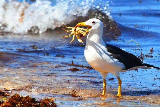Albatross with his prize catch - a crab!