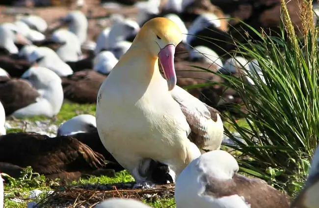 Female Albatross watching over her hatchling